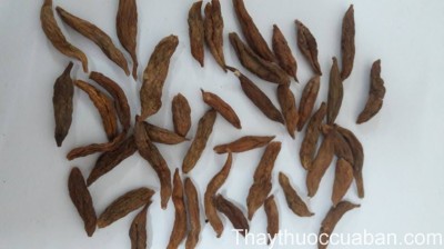 H&igrave;nh ảnh vị thuốc mạch m&ocirc;n